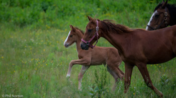 Horse and foal Prince Edward County Ontario photography